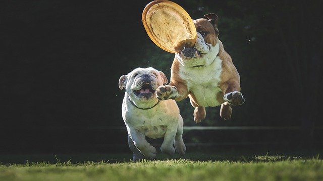 bulldog s frisbee