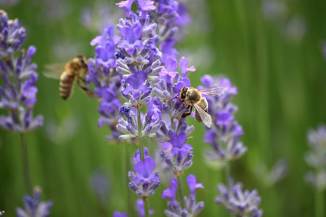 včely na levanduli