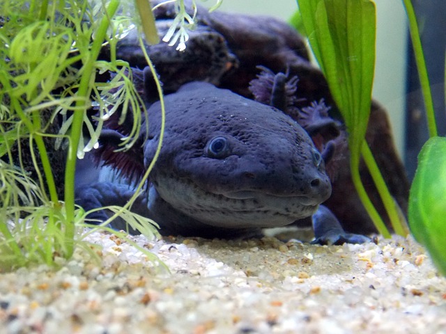 axolotl v akváriu